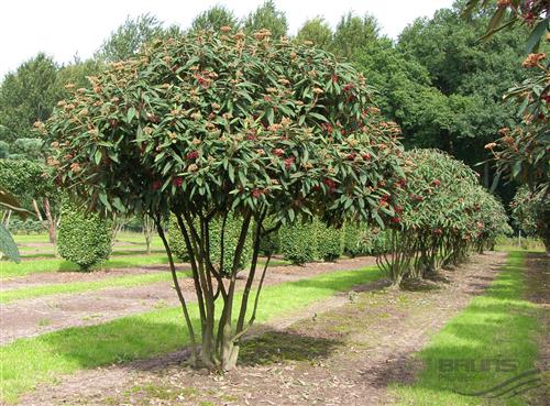 rynkeblad__rød__viburnum_rhytidophyllum_
