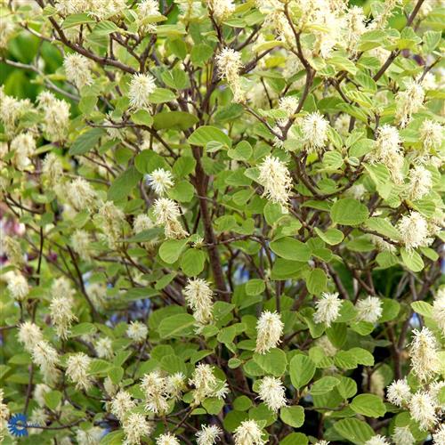 troldel__fothergilla_major_