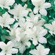 Azalea