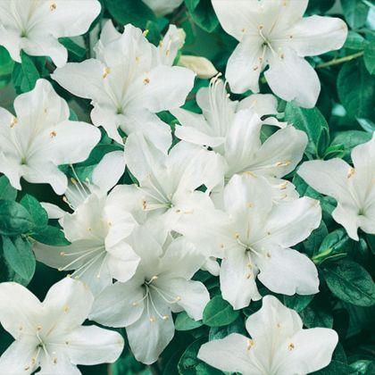 azalea__adonis__hvid__3050_cm_med_4l__potte__