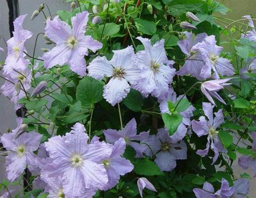 clematis__viticella__blue_angel__lyseblå__leveres_med_potte__storblomstrende__mp-34_