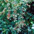 Cotoneaster Haveplanter