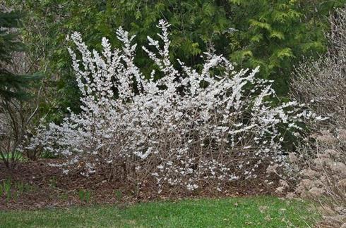 sneforsythia__abeliophyllum_distichum__leveres_i_potte_