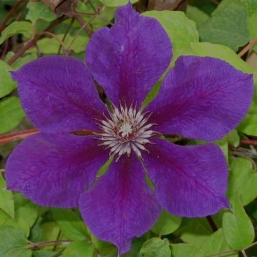 clematis__gipsy_queen__purpurviolet__leveres_med_potte__storblomstrende__mp-34__