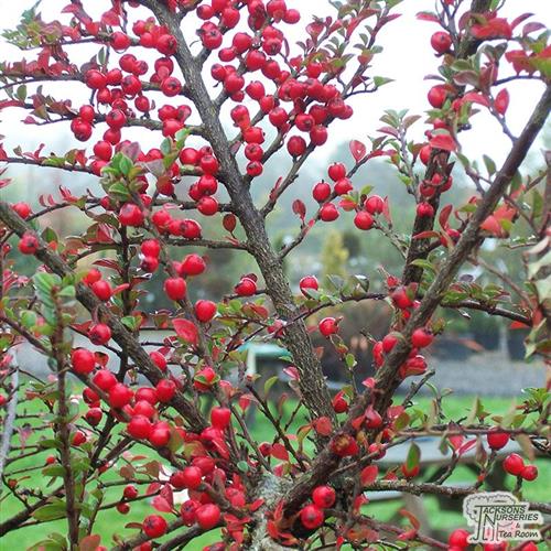 dværgmispel__lav__fiskebenet__leveres_i_p9_potte__cotoneaster_horizontalis__
