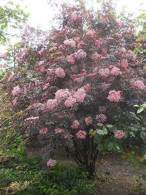 hyld__black_lace__rødbladet_hyld__sambucus_nigra_black_lace__