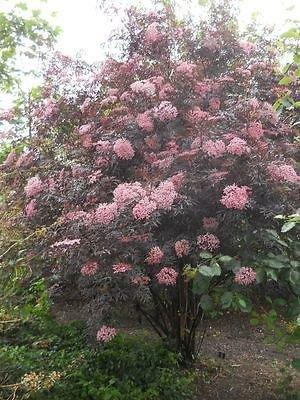 Rødbladet hyld. Sambucus Nigra Black Lace. fra 60,56 kr. - planteskoler.dk