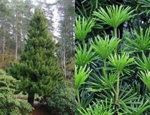parasoltræ__sciadopitys_verticillata_