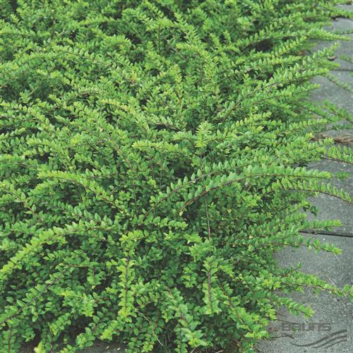 gedeblad__stedsegrøn__1525_cm_med_potte__lonicera_nitida_maigrün__