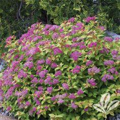 spiræa__shirobana__rosa__2030_cm__leveres_barrodet__spiraea_japonica__