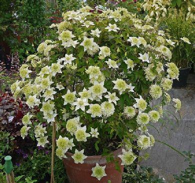 clematis__florida__alba_plena__hvid__leveres_med_potte__fyldig__mp-34__