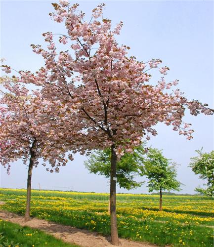 japansk_kirsebær__shirofugen__prunus_serrulata__shirofugen__