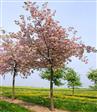 Japansk Kirsebær Allé træer