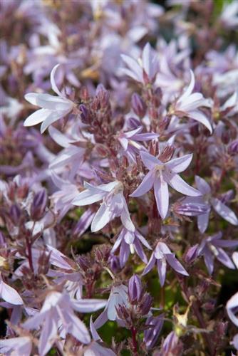 mÆlkeklokke__campanula__poscharskyana__lisduggan_var_