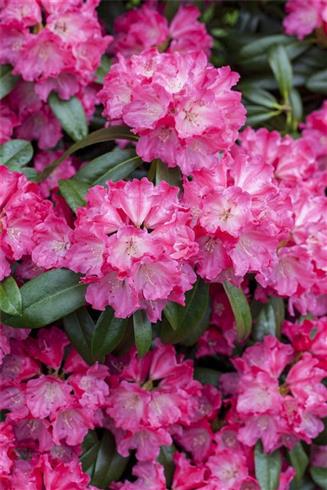 rhododendron__lyserød__leveres_i_p15_potte__germania_