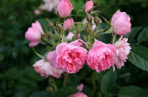 pink_grootendorst__lyserød__busk-_og_parkrose__