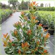 Laurbærkirsebær Hæk planter