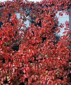 vildwien__rødfarvet_blade__parthenocissus_engelmannii__almindelig_vildvin__leveres_med_potte__