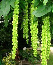 vingevalnød__kaukasisk_valnød__pterocarya_fraxinifolia__læhegnsplanter_haveplanter_allétræer