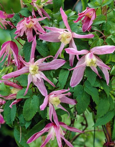 clematis__macropetala__rosy_ogrady__sart_lyserød__leveres_med_potte__småblomstrende__mp-34_
