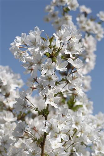 japansk_kirsebær__brilliant__5080_cm_med_p9_potte__prunus_kurilensis_