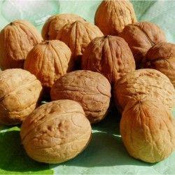 valnød__danske_juglans_regia_jupiter__løvtræer_hegnsplanter_læhegn_haveplanter_allétræer_
