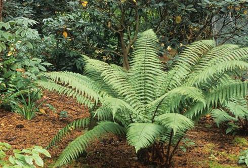 skælbregne__dryopteris_wallichiana