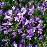 campanula__krybeklokke__violette__portenschlagiana_