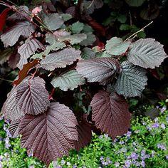 blodhassel__corylus_maxima_purpurea__haveplanter
