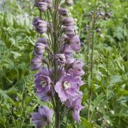 ridderspore__lysviolette_blomster__delphinium__pacific_astolat_