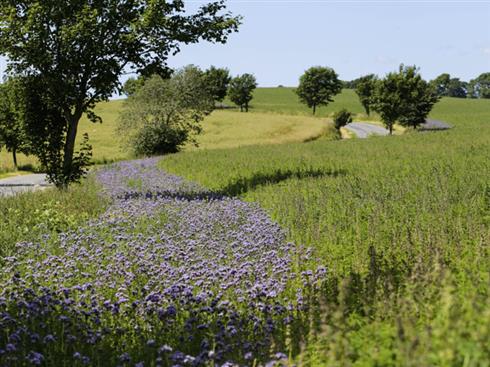 omdrift_blomsterbrak__50_fodervikke_25_boghvede_10_solsikke_10_blodkløver_5_honningurt_