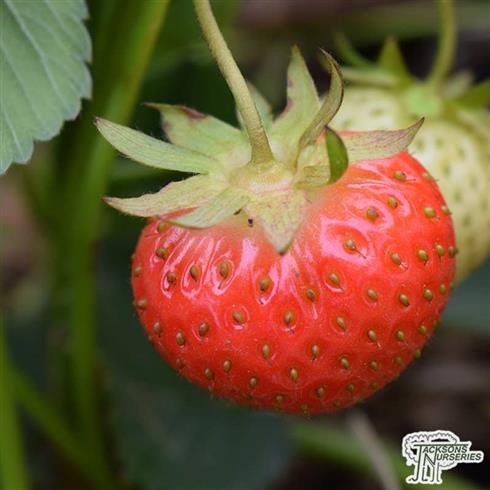 jordbær__lambada__fragaria_ananassa__leveres_barrodet_