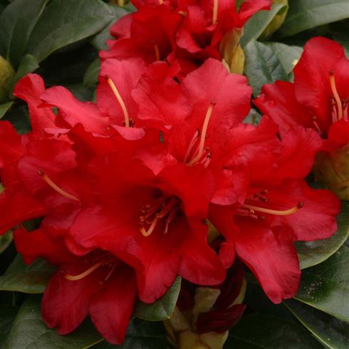 rhododendron_dværg__rød__leveres_i_p12_potte__bengal_
