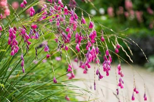 angels_fiskestang__dierama_pulcherrimum