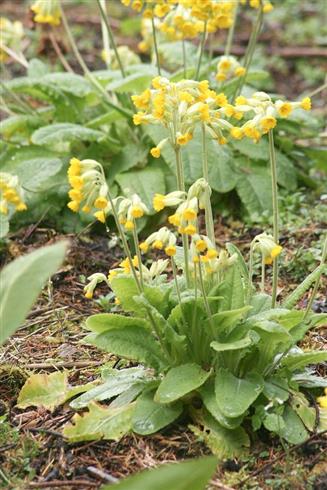 primula_veris