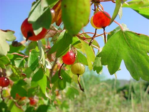guldribs__aureum__gul__ribes_aureum_