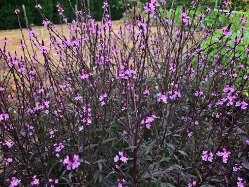 jernurt__verbena_officinalis_bampton