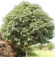 Bivenlige planter