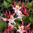 Azalea Hæk planter