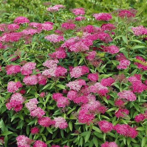 spiræa__anthony_waterer__mørkrosa__spiraea_bumalda_