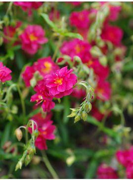 soløje__helianthemum_cerise_queen