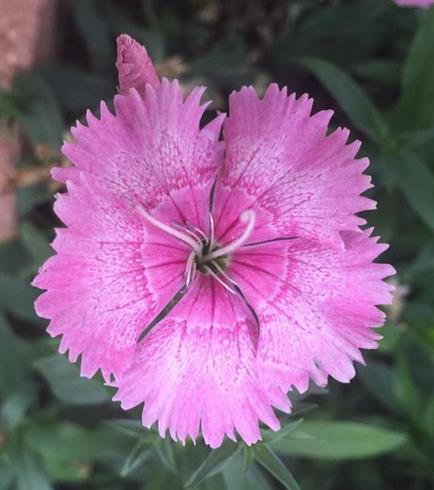 nellike__dianthus_amurensis