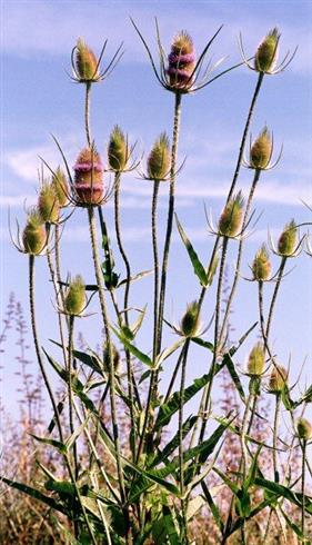 gærde-kartebolle__dipsacus_fullonum