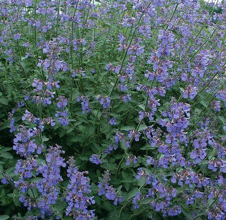 blåkant__nepeta_hill_grounds