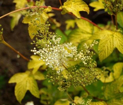 mjødurt__filipendula_ulmaria_aurea