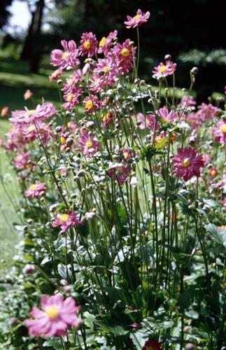 anemone__hupehensis__prinz_heinrich_