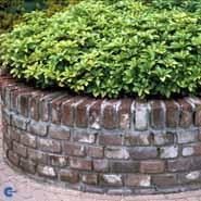 vinterglans__pachysandra__terminalis__