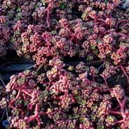 stenurt__sedum__oreganum_