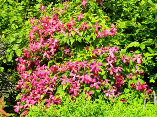 clematis__viticella__abundance__leveres_med_potte__mp-34_