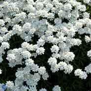 snepude__hvide_blomster__iberis__sempervirens__snowflake_